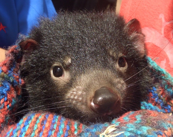 baby Tasmanian devil